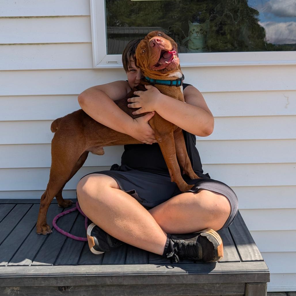 Sam, a Adoptable mixed breed in Walnut Cove, NC image 5/6