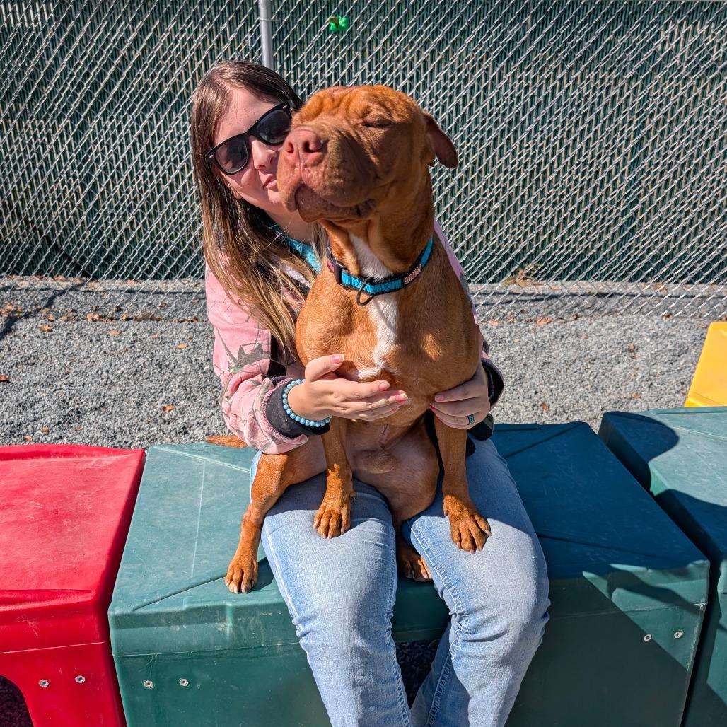 Sam, a Adoptable mixed breed in Walnut Cove, NC image 6/6