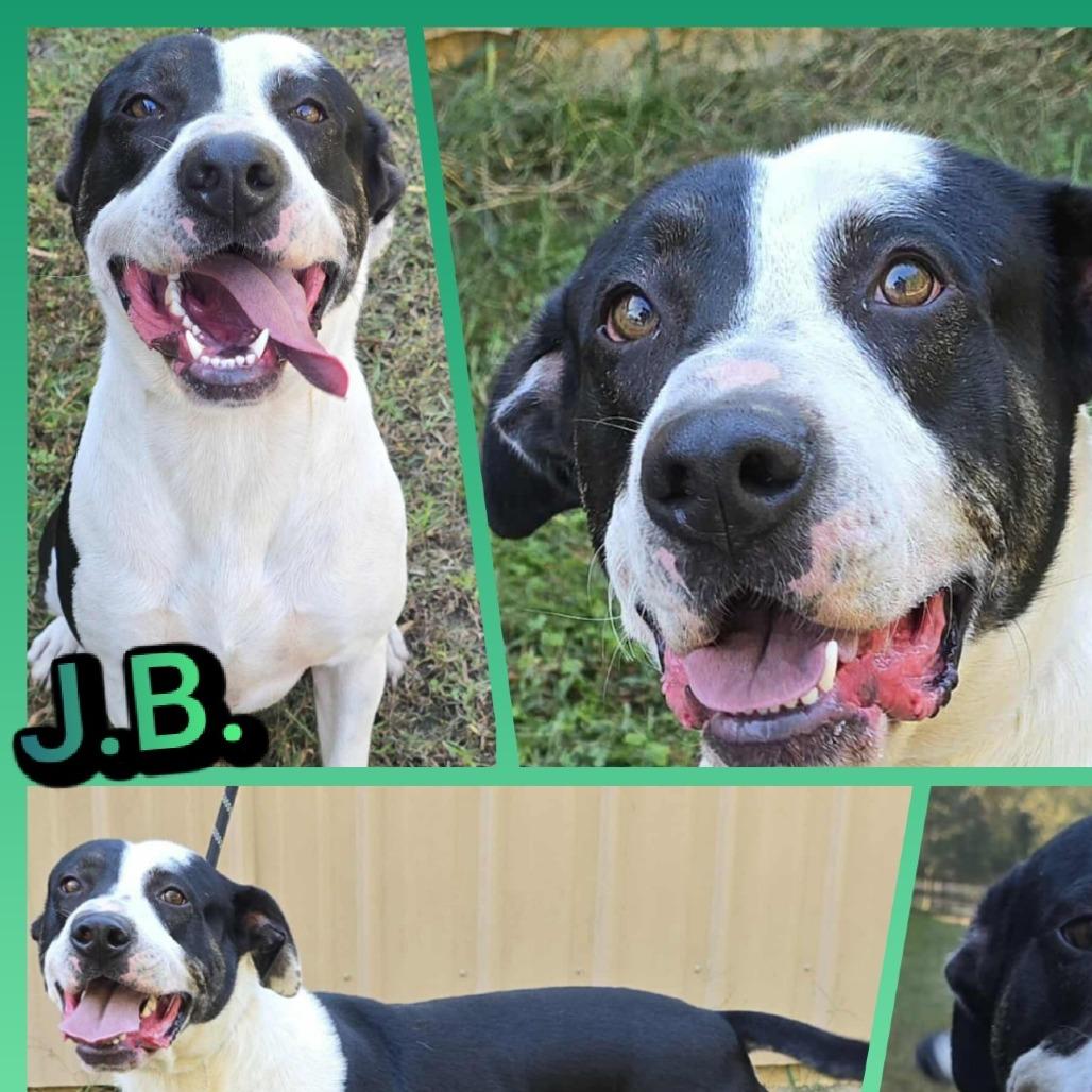Enlarge JB, a Adoptable mixed breed in Cleveland, TN image 5/5