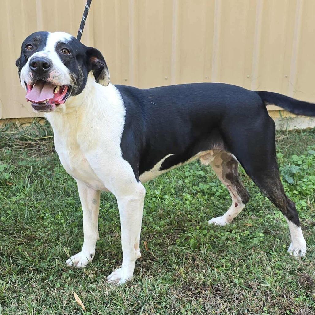 Enlarge JB, a Adoptable mixed breed in Cleveland, TN image 1/5