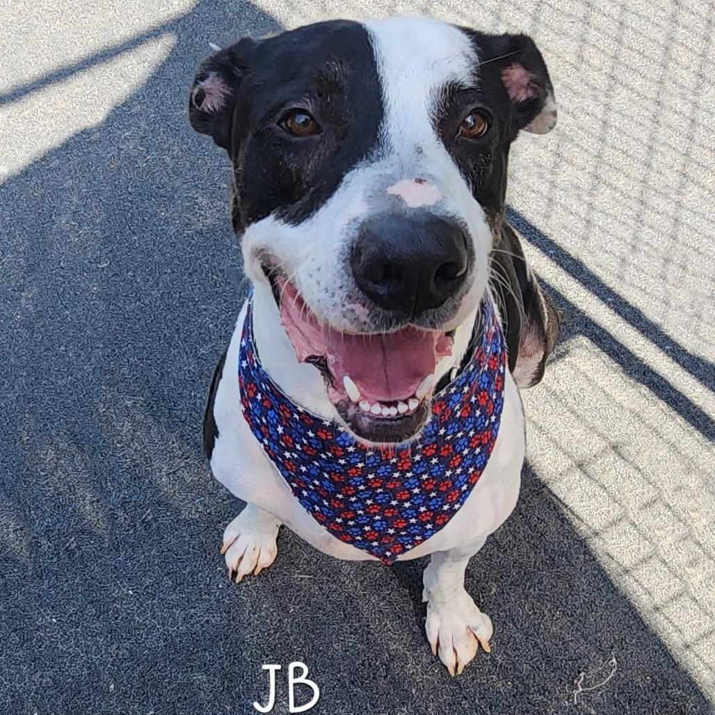 Enlarge JB, a Adoptable mixed breed in Cleveland, TN image 2/5