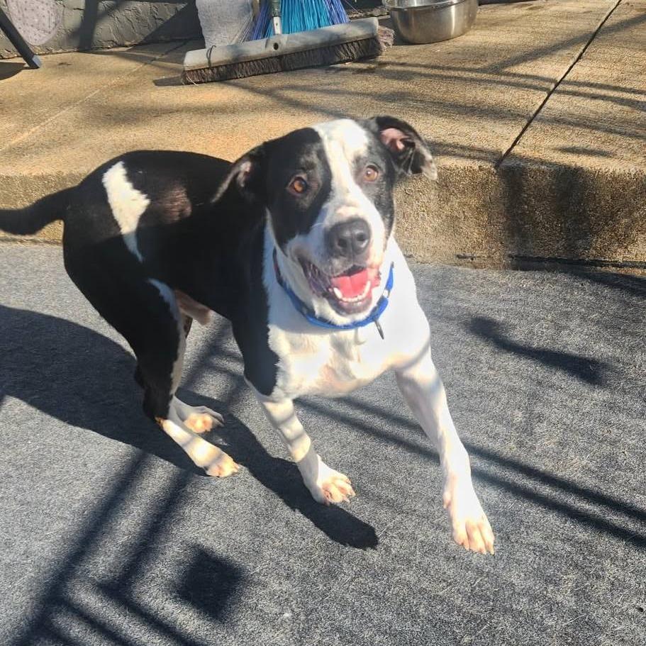 Enlarge JB, a Adoptable mixed breed in Cleveland, TN image 3/5