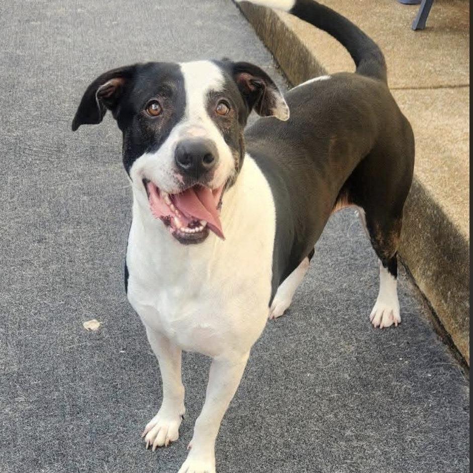 JB, Adoptable, Adult Male Great Dane & Mixed Breed.