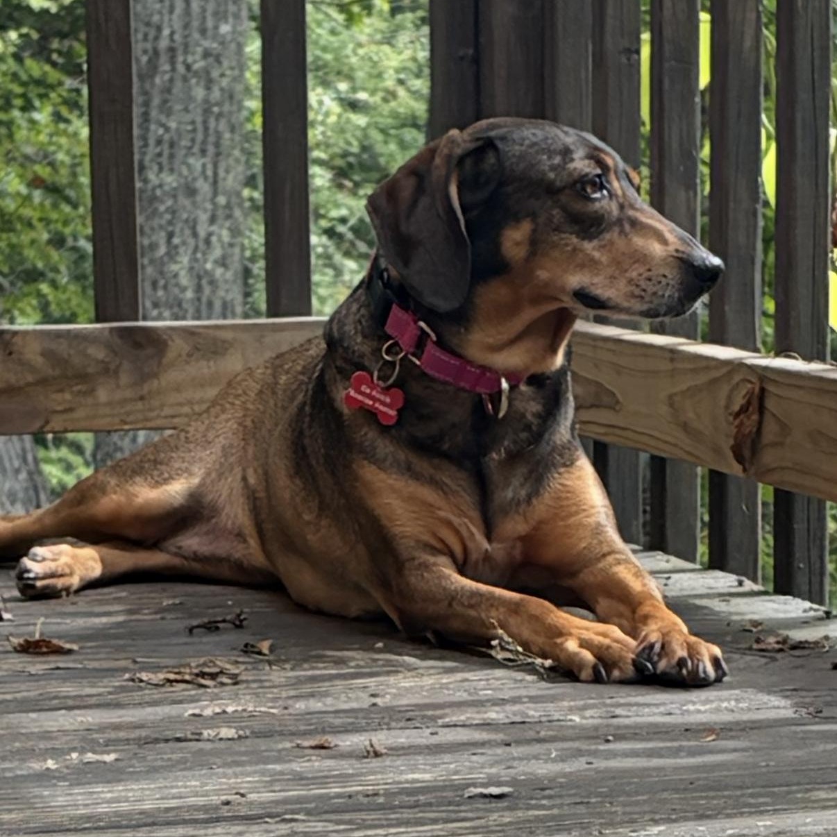 Enlarge ALMA- Local, a Adoptable mixed breed in Warwick, RI image 6/6