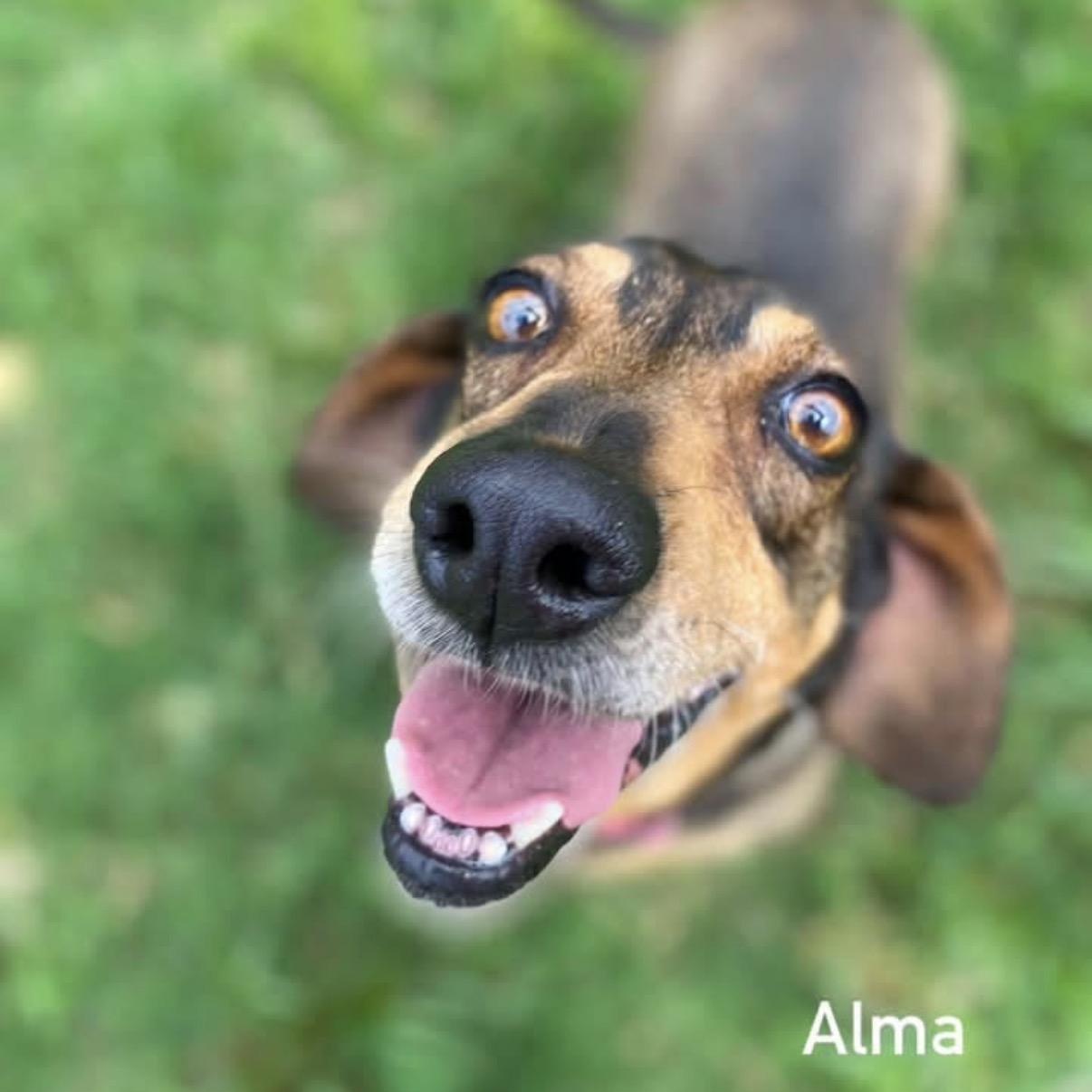 Enlarge ALMA- Local, a Adoptable mixed breed in Warwick, RI image 2/6