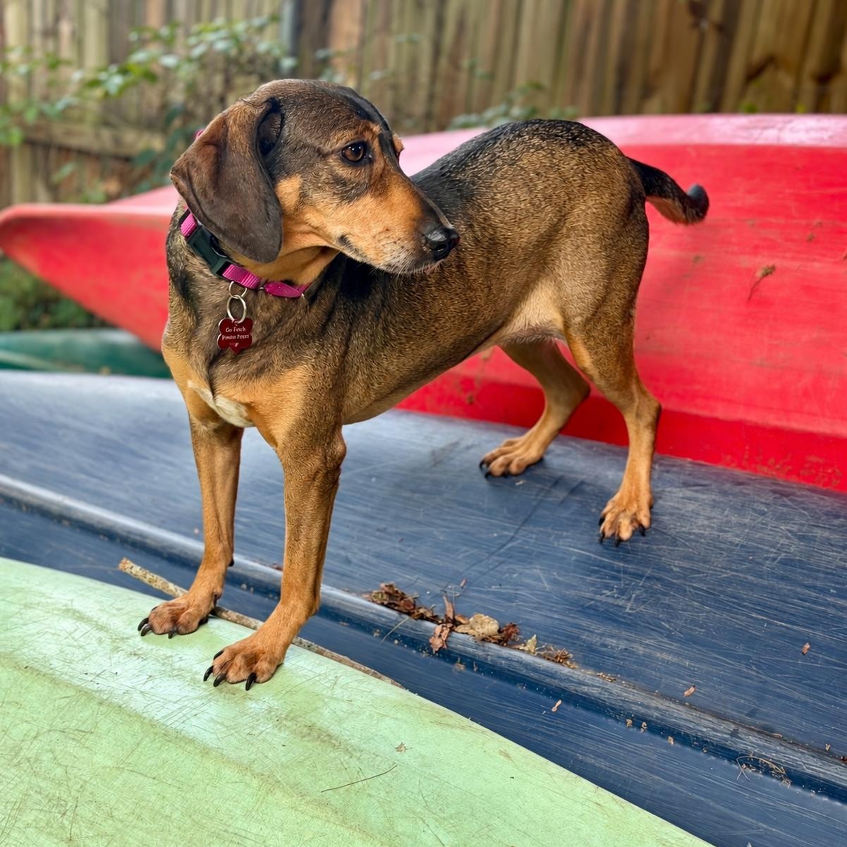 Enlarge ALMA- Local, a Adoptable mixed breed in Warwick, RI image 4/6