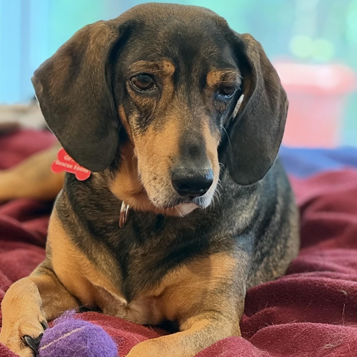 ALMA- Local, Adoptable, Adult Female Hound.