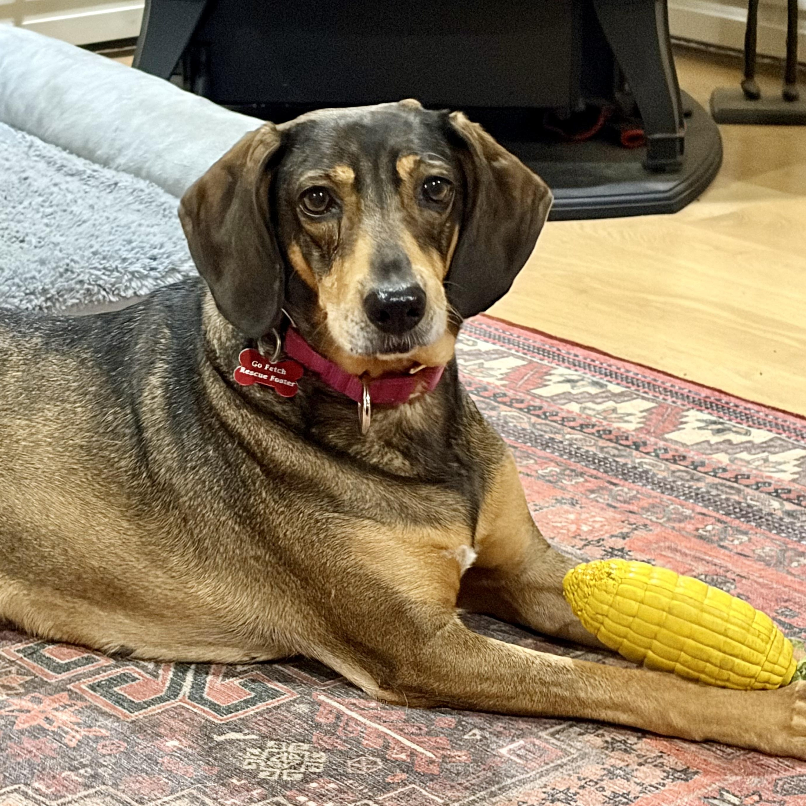 Enlarge ALMA- Local, a Adoptable mixed breed in Warwick, RI image 2/6