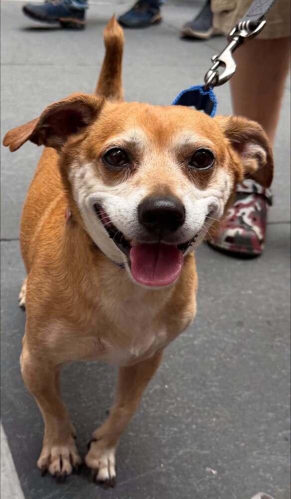 Brody, Adoptable, Young Male Mixed Breed & Mixed Breed.