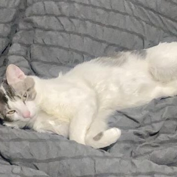 Enlarge Simon, a ADOPTABLE Tabby in Bayonne, NJ image 4/6