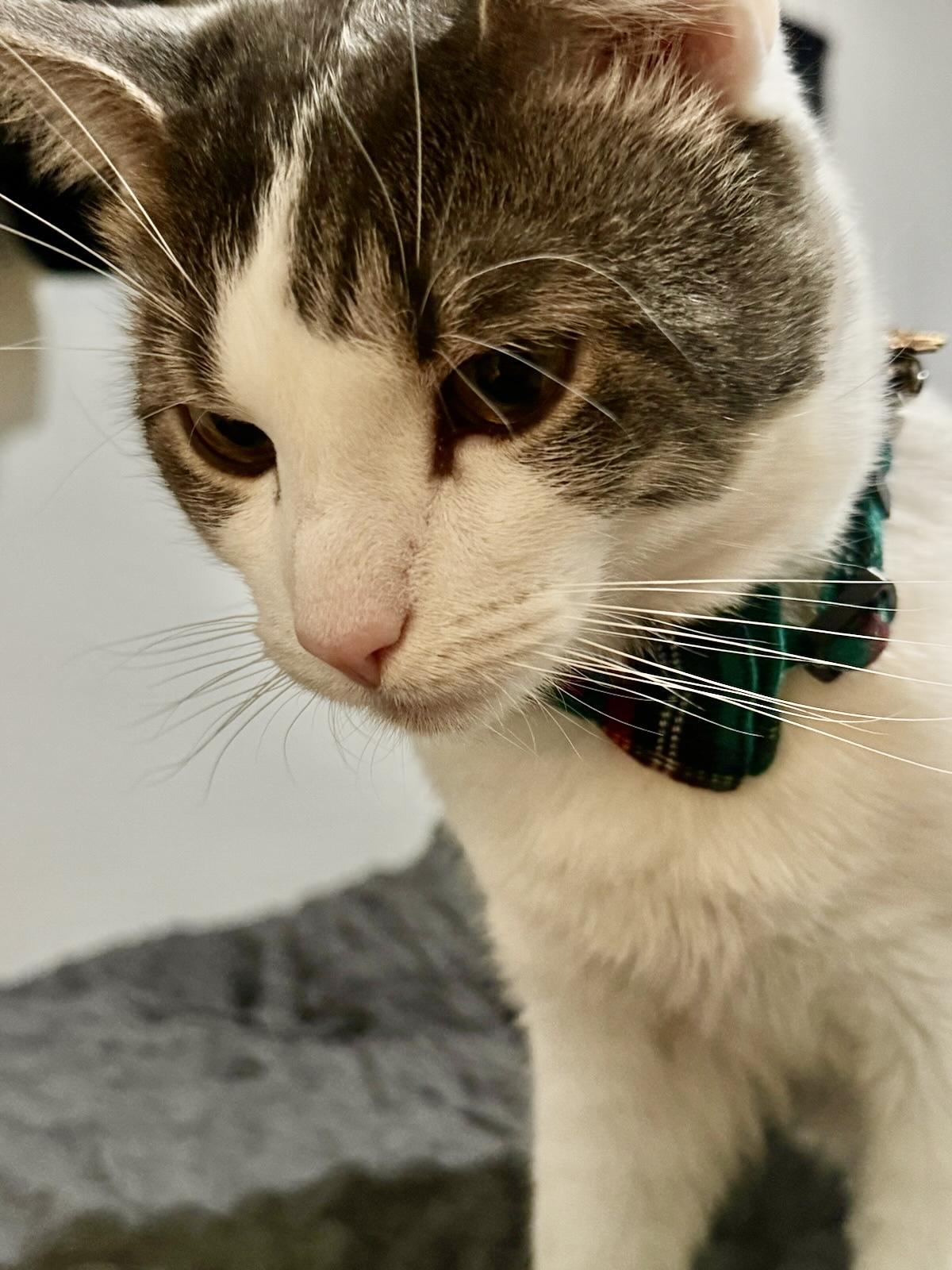 Simon, ADOPTABLE, Adult Male Tabby.