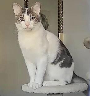 Enlarge Simon, a ADOPTABLE Tabby in Bayonne, NJ image 2/6