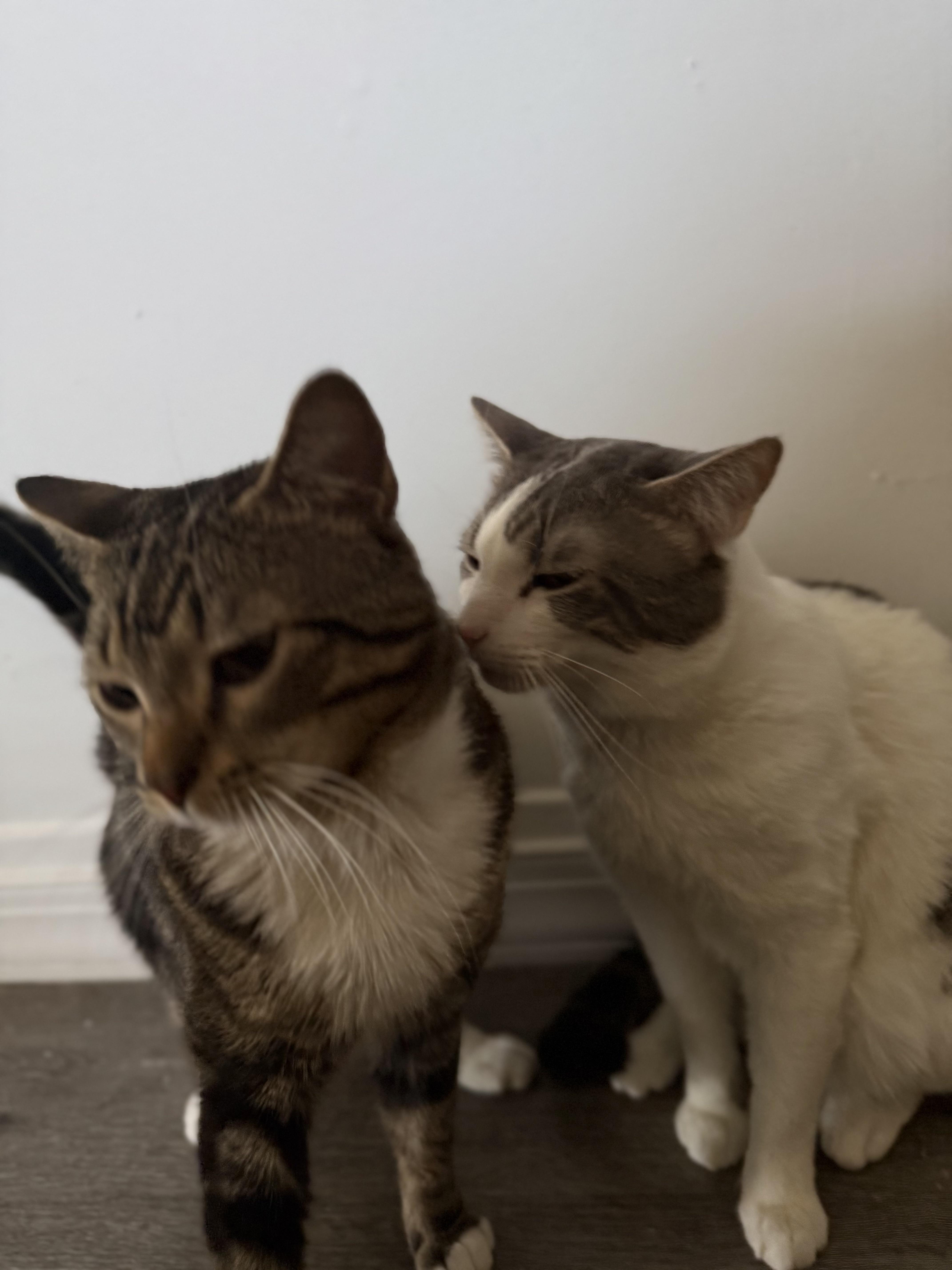 Enlarge Simon, a ADOPTABLE Tabby in Bayonne, NJ image 6/6