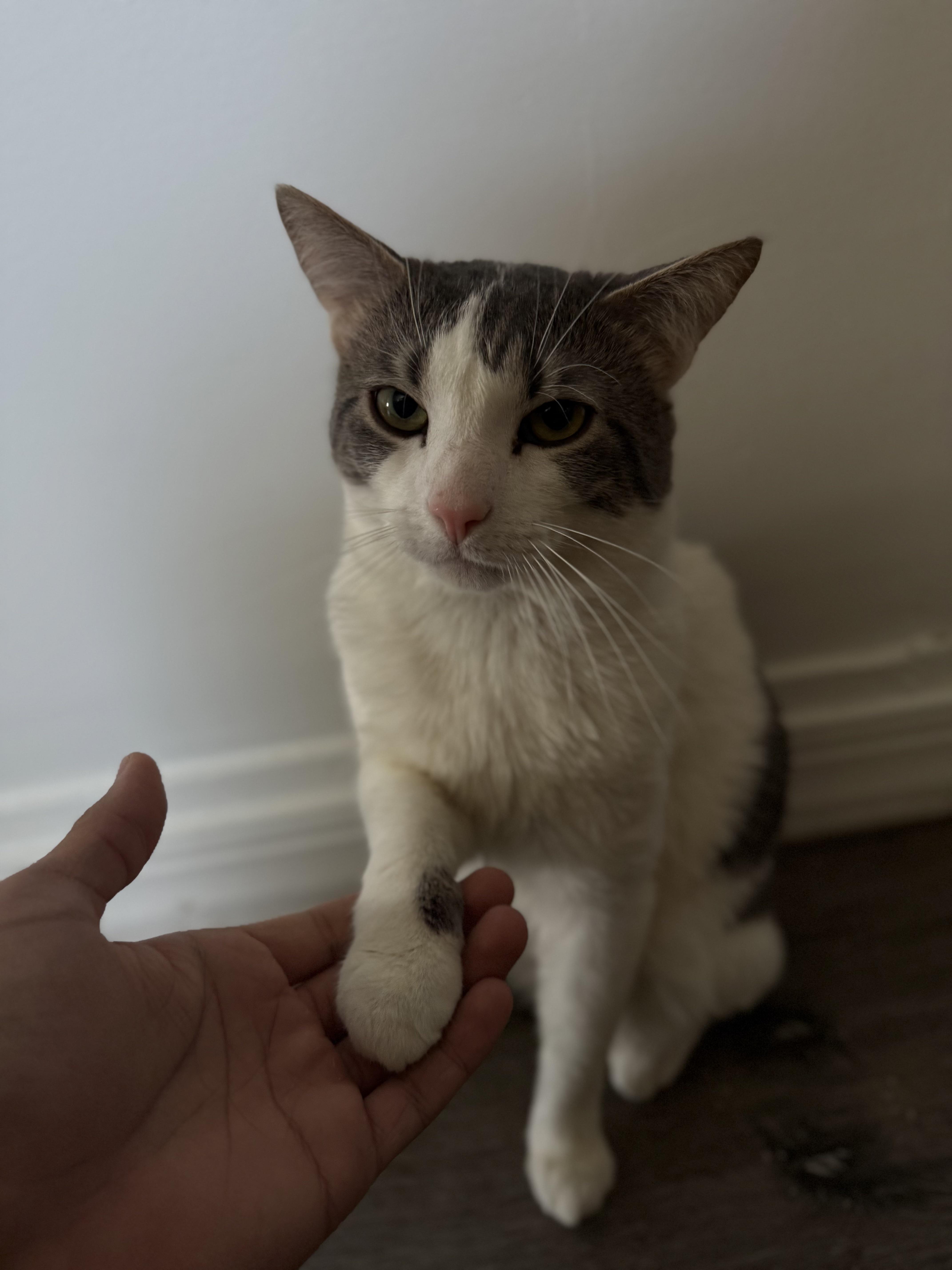 Enlarge Simon, a ADOPTABLE Tabby in Bayonne, NJ image 5/6