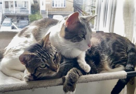 Enlarge Simon, a ADOPTABLE Tabby in Bayonne, NJ image 3/6