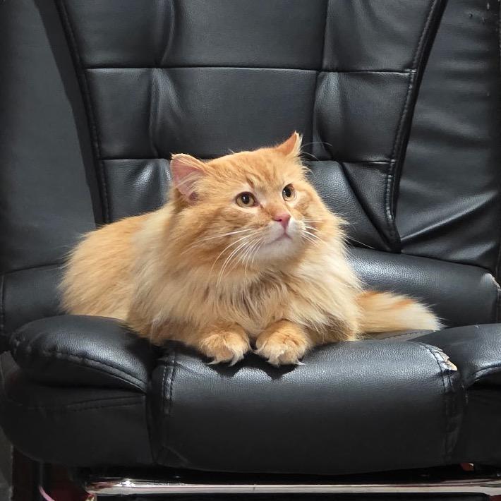 Enlarge Ron (Captain), a Adoptable Domestic Short Hair in Grand Rapids, MN image 1/6