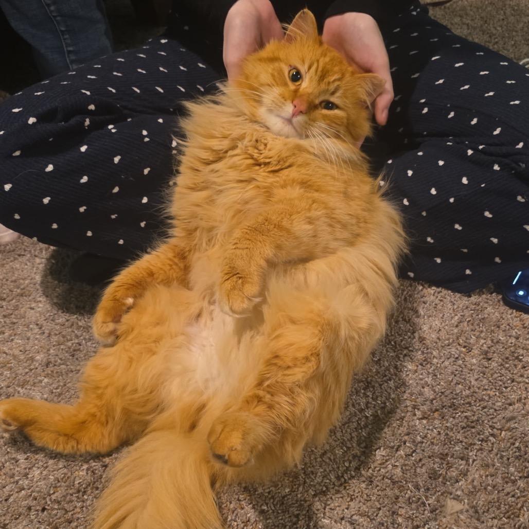 Enlarge Ron (Captain), a Adoptable Domestic Short Hair in Grand Rapids, MN image 2/6