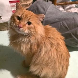 Enlarge Ron (Captain), a Adoptable Domestic Short Hair in Grand Rapids, MN image 3/6