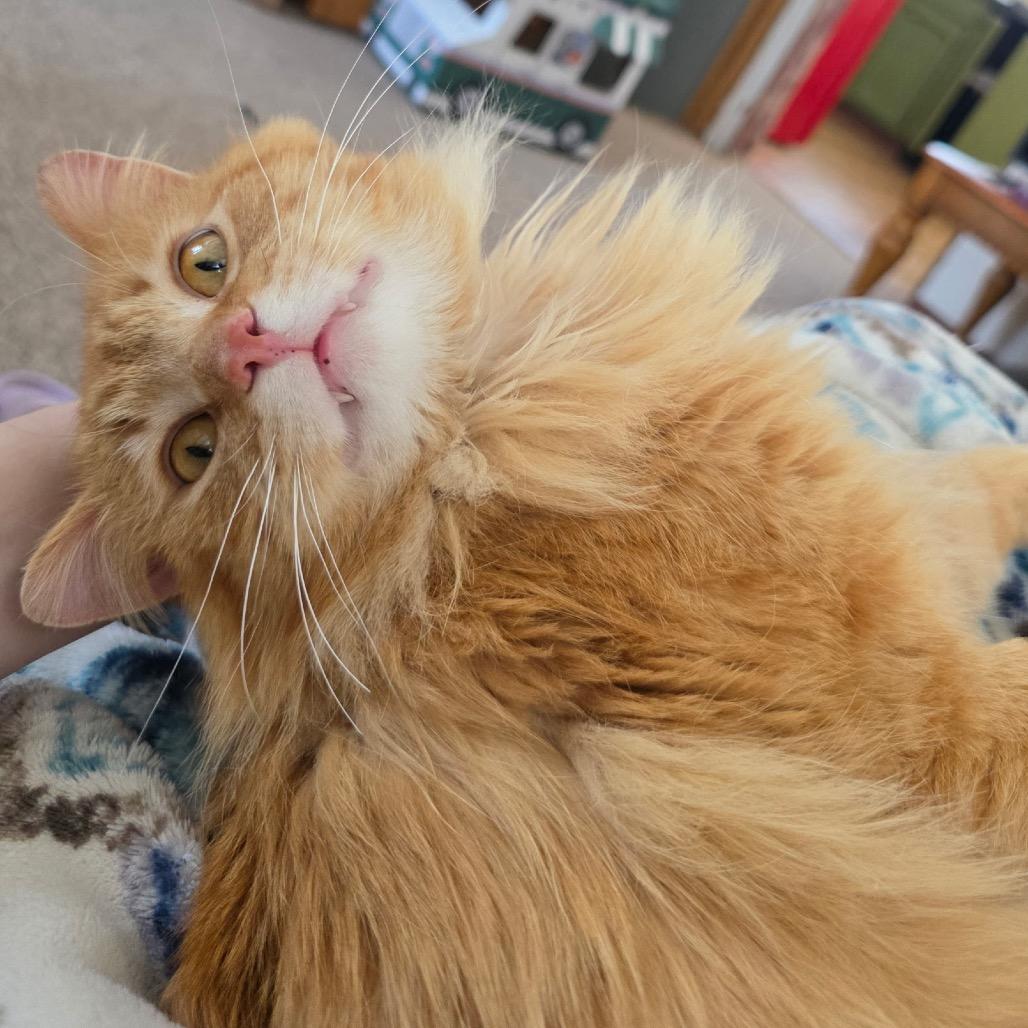 Enlarge Ron (Captain), a Adoptable Domestic Short Hair in Grand Rapids, MN image 4/6