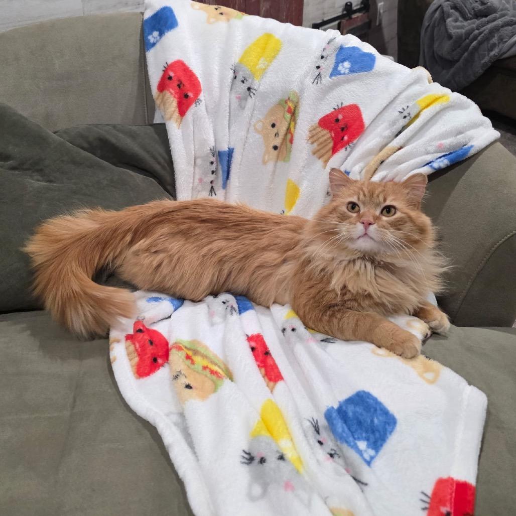 Enlarge Ron (Captain), a Adoptable Domestic Short Hair in Grand Rapids, MN image 5/6