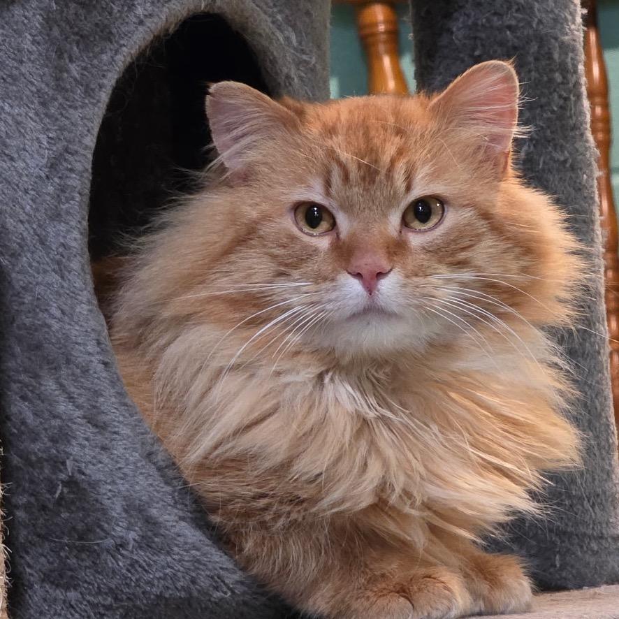 Enlarge Ron (Captain), a Adoptable Domestic Short Hair in Grand Rapids, MN image 6/6
