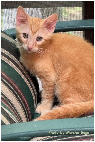 Flynn, Adoptable, Kitten Male Domestic Short Hair.