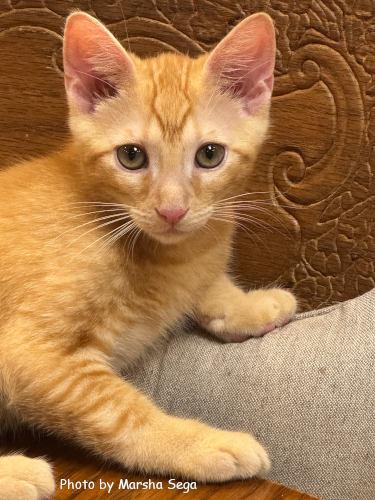 Enlarge Flynn, a Adoptable Domestic Short Hair in Oak Ridge, TN image 2/2
