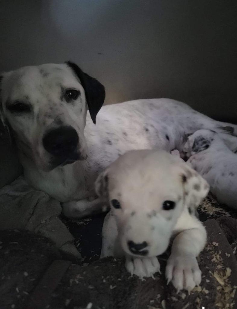 Sunshine, Adoptable, Adult Female Dalmatian & Mixed Breed.