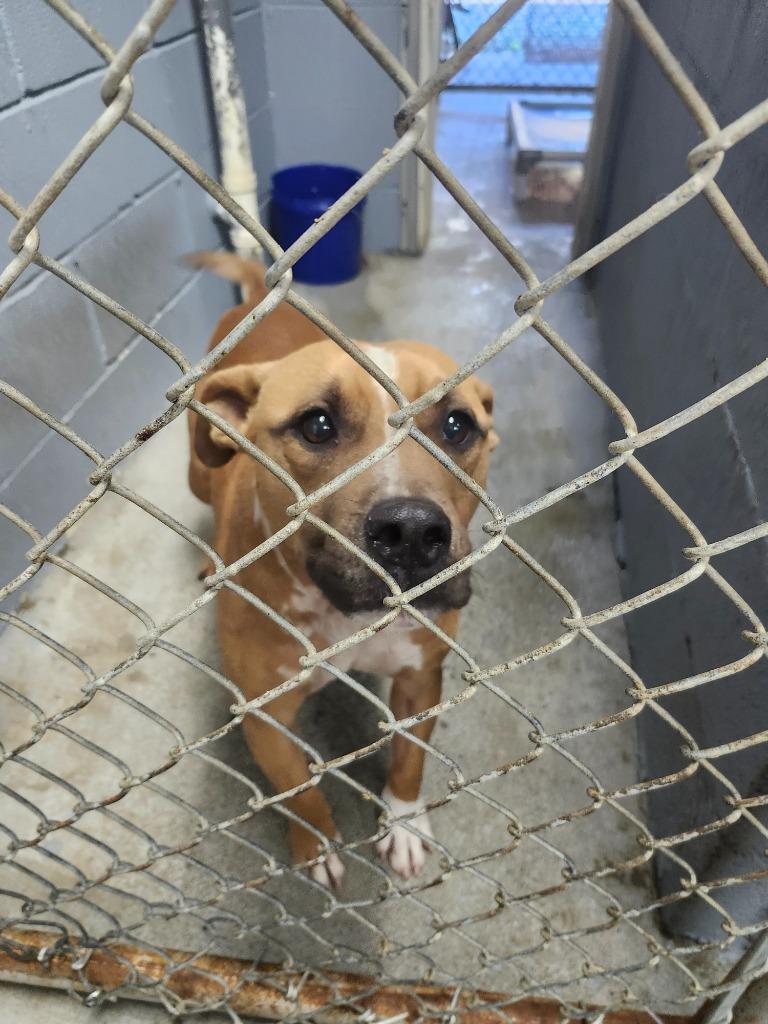 Badger / AC 27264, a Adoptable mixed breed in Greeneville, TN image 1/2