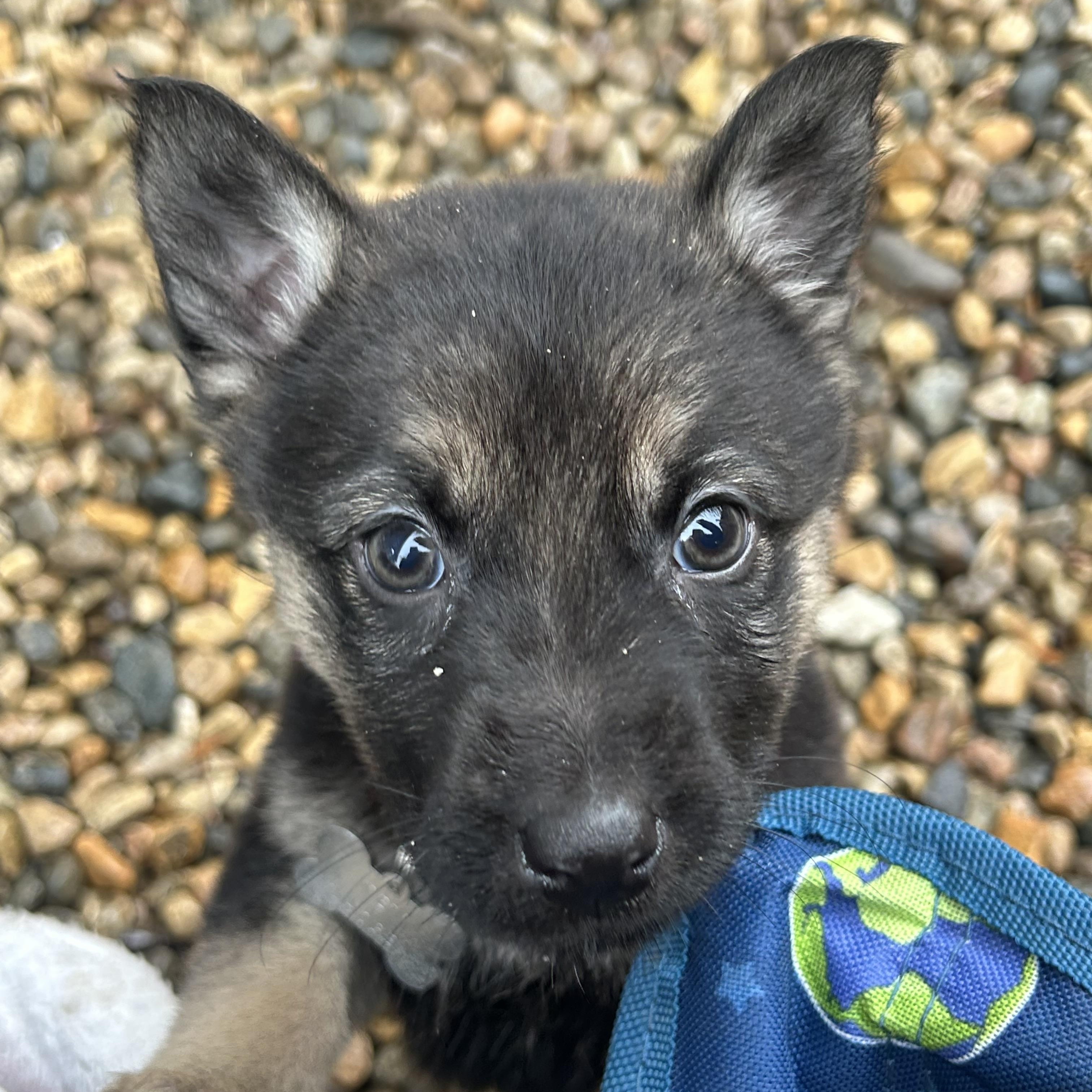 Enlarge Cherry pending adoption, an adopted mixed breed in Saskatoon, SK image 2/4