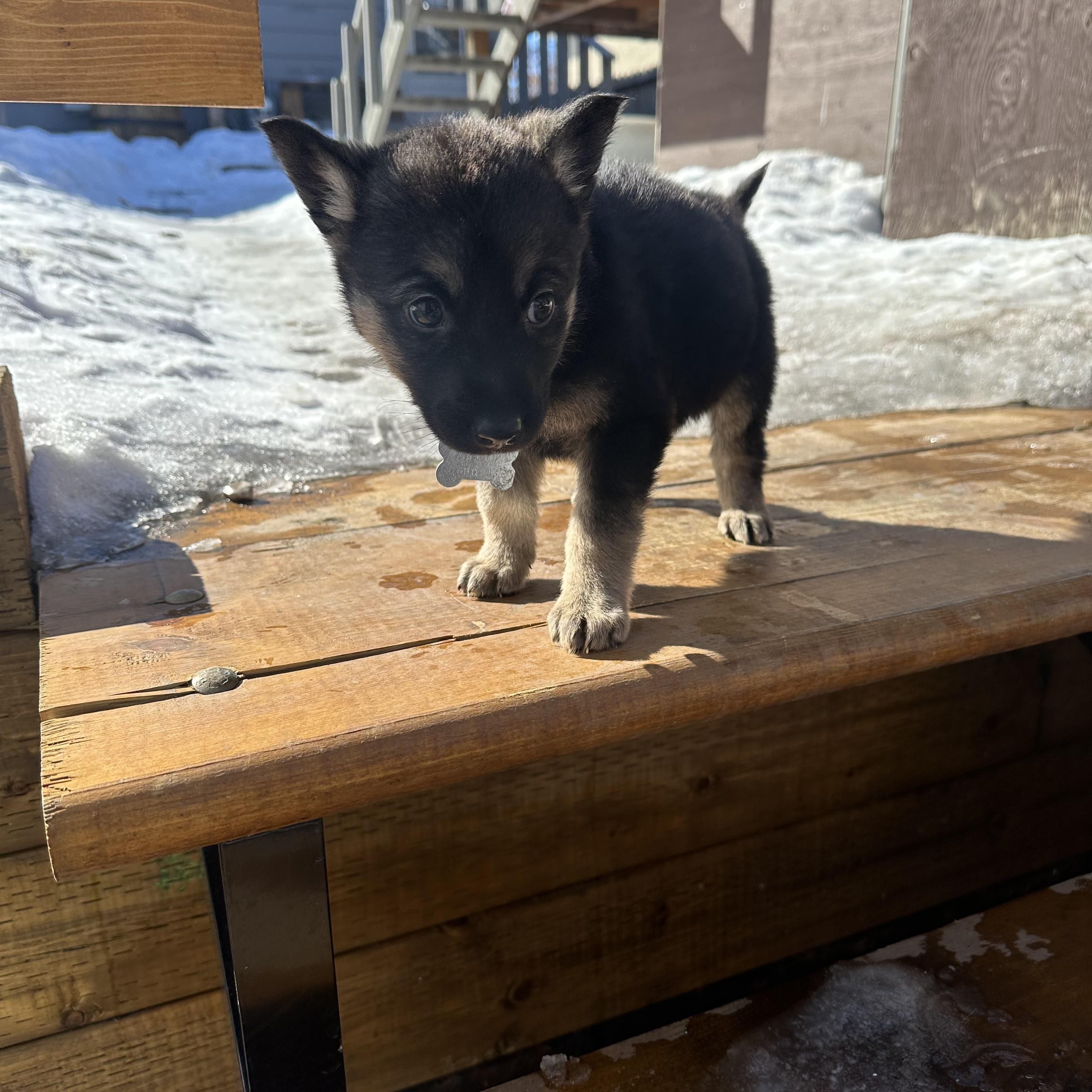 Enlarge Cherry pending adoption, an adopted mixed breed in Saskatoon, SK image 1/4