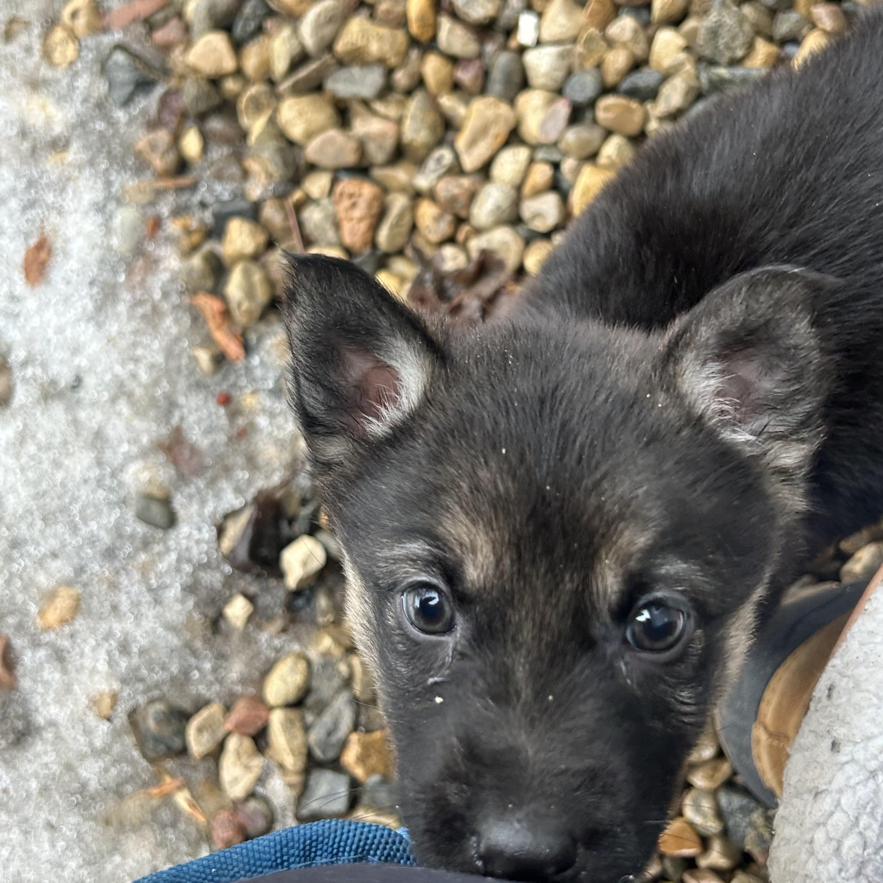 Enlarge Cherry pending adoption, an adopted mixed breed in Saskatoon, SK image 3/4