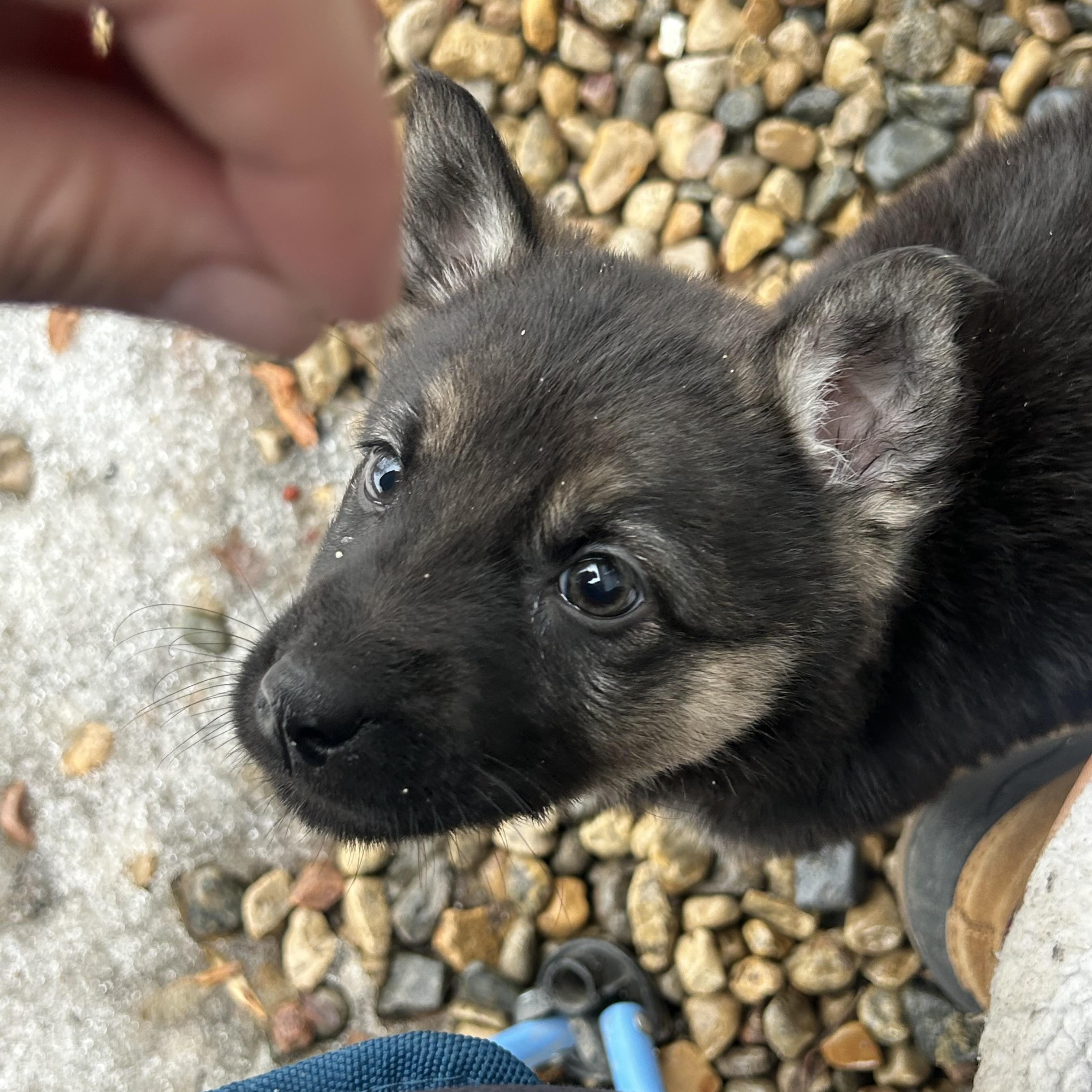 Enlarge Cherry pending adoption, an adopted mixed breed in Saskatoon, SK image 4/4