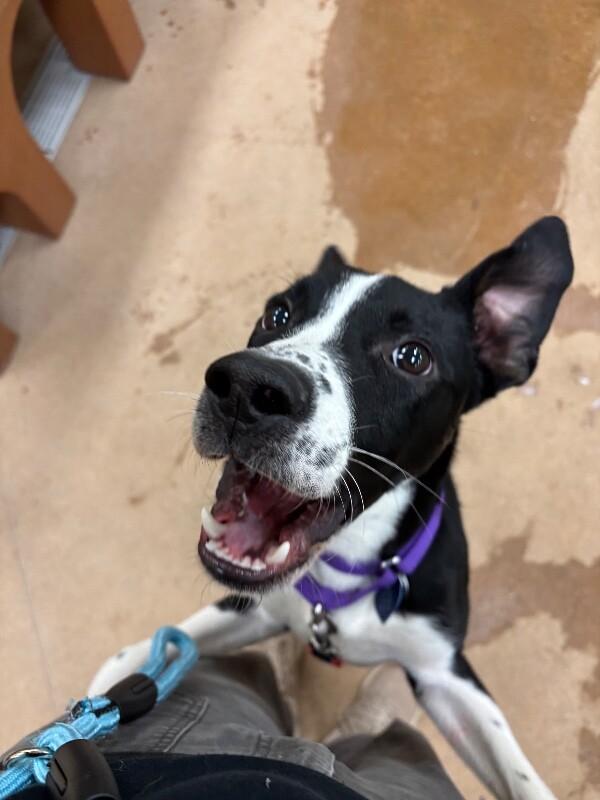 Cocopelli, Adoptable, Young Male Pit Bull Terrier & Border Collie.