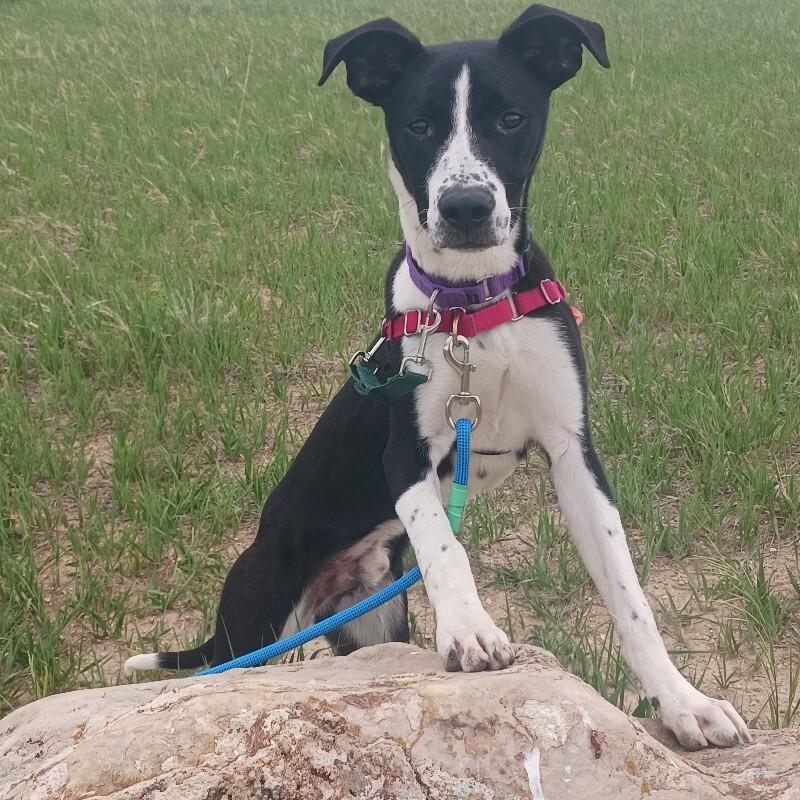 Cocopelli, a Adoptable mixed breed in Fort Collins, CO image 2/6