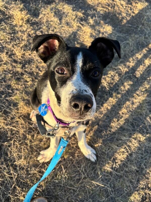 Enlarge Cocopelli, a Adoptable mixed breed in Fort Collins, CO image 2/6