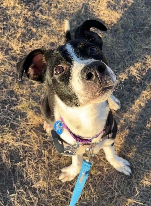 Enlarge Cocopelli, a Adoptable mixed breed in Fort Collins, CO image 3/6