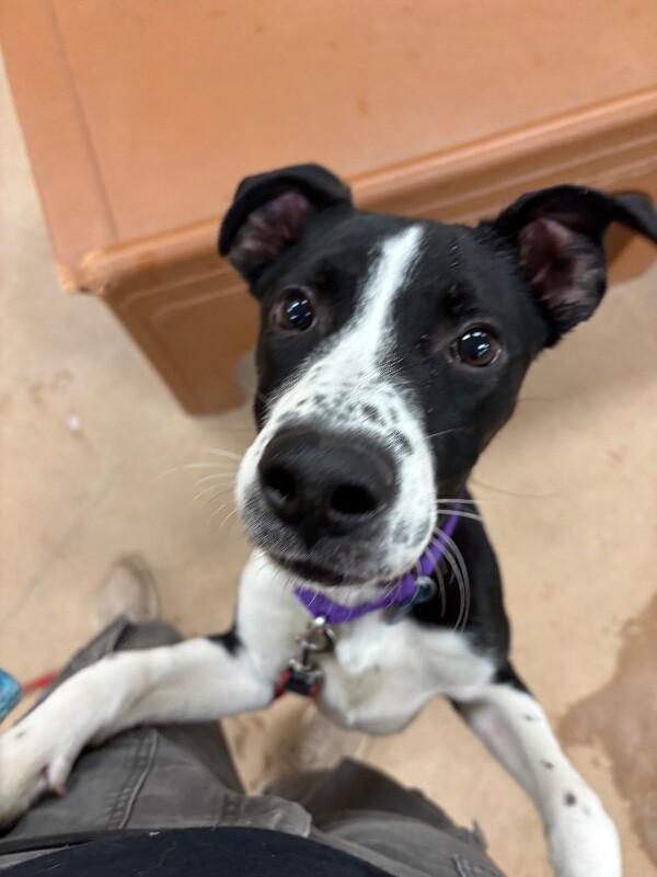 Enlarge Cocopelli, a Adoptable mixed breed in Fort Collins, CO image 5/6