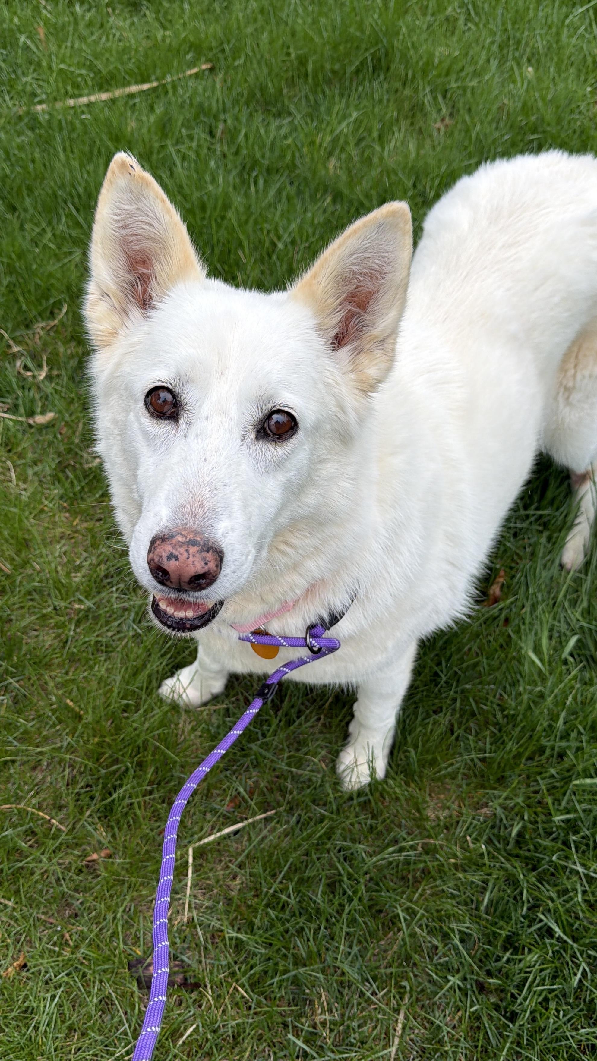 Florence “Grandma Flo”, ADOPTABLE, Adult Female German Shepherd Dog.