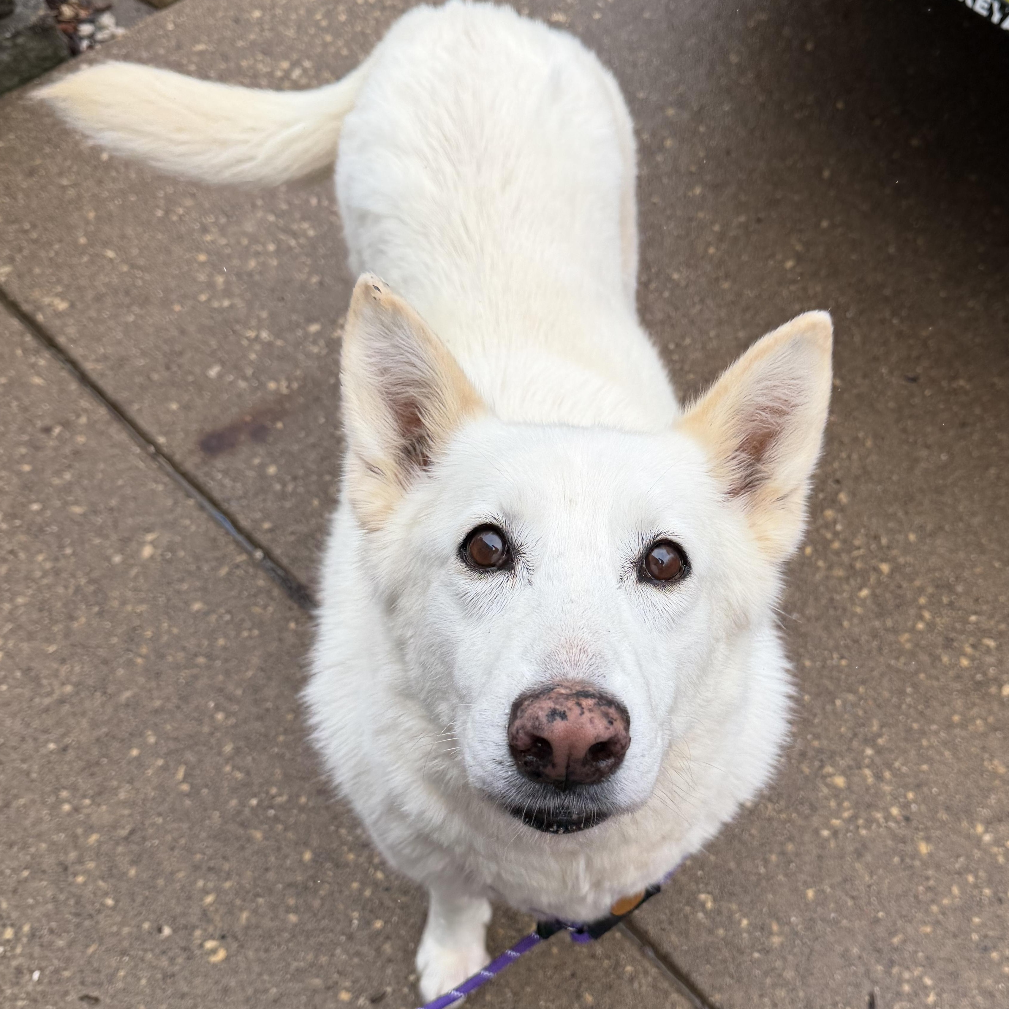 Enlarge Florence “Grandma Flo”, a ADOPTABLE mixed breed in Bettendorf, IA image 3/5