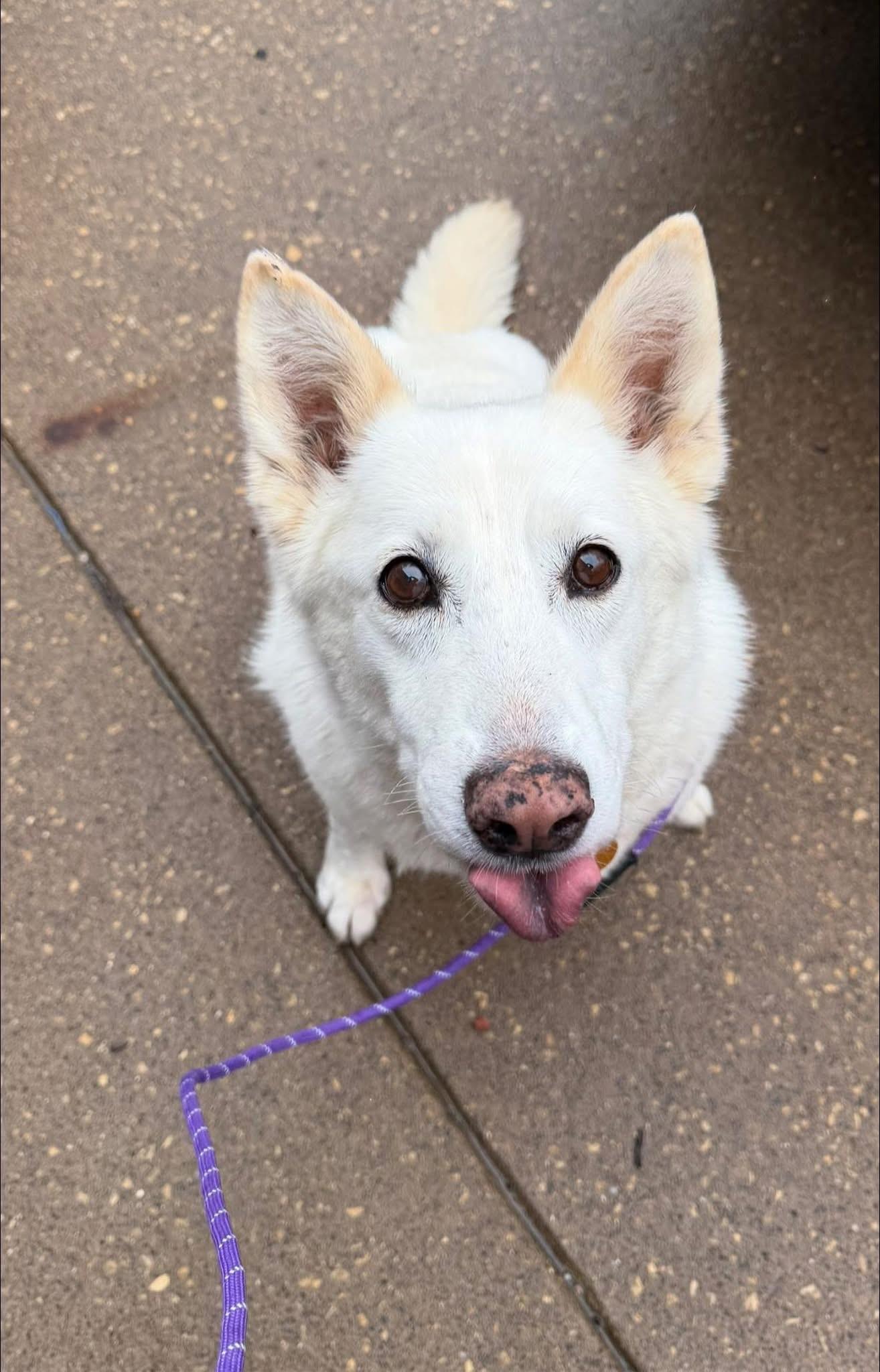 Enlarge Florence “Grandma Flo”, a ADOPTABLE mixed breed in Bettendorf, IA image 5/5