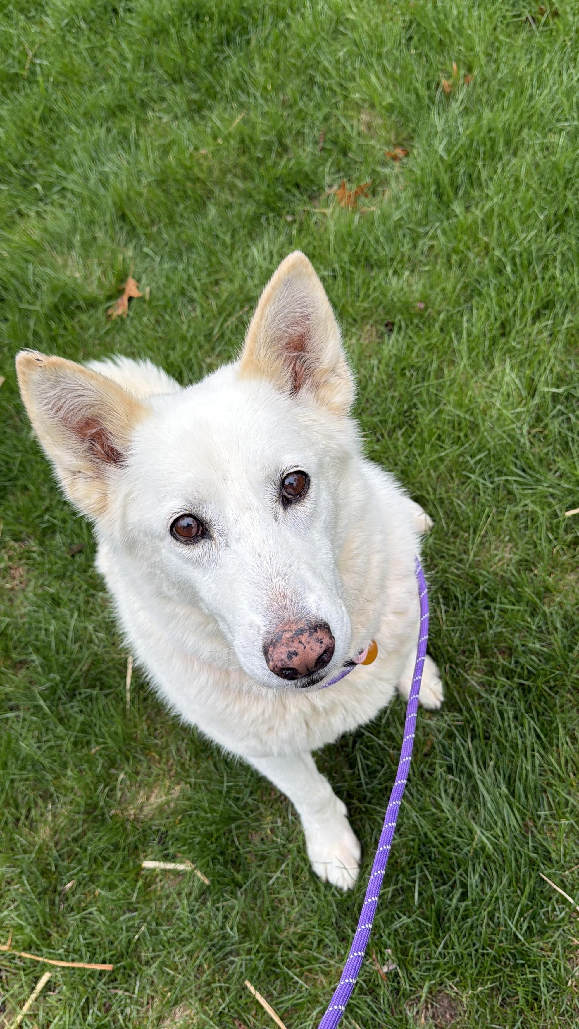 Enlarge Florence “Grandma Flo”, a ADOPTABLE mixed breed in Bettendorf, IA image 4/5