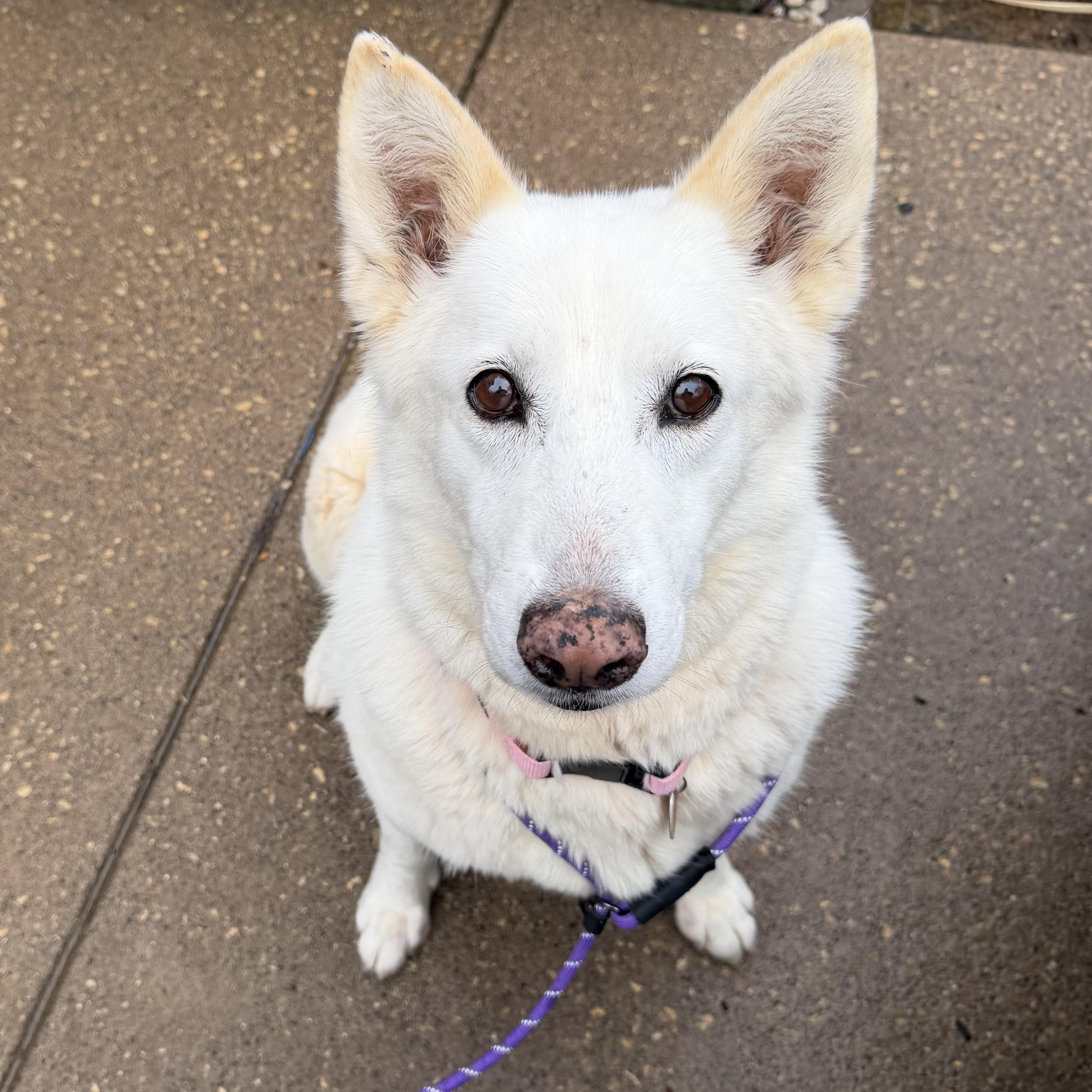 Enlarge Florence “Grandma Flo”, a ADOPTABLE mixed breed in Bettendorf, IA image 2/5