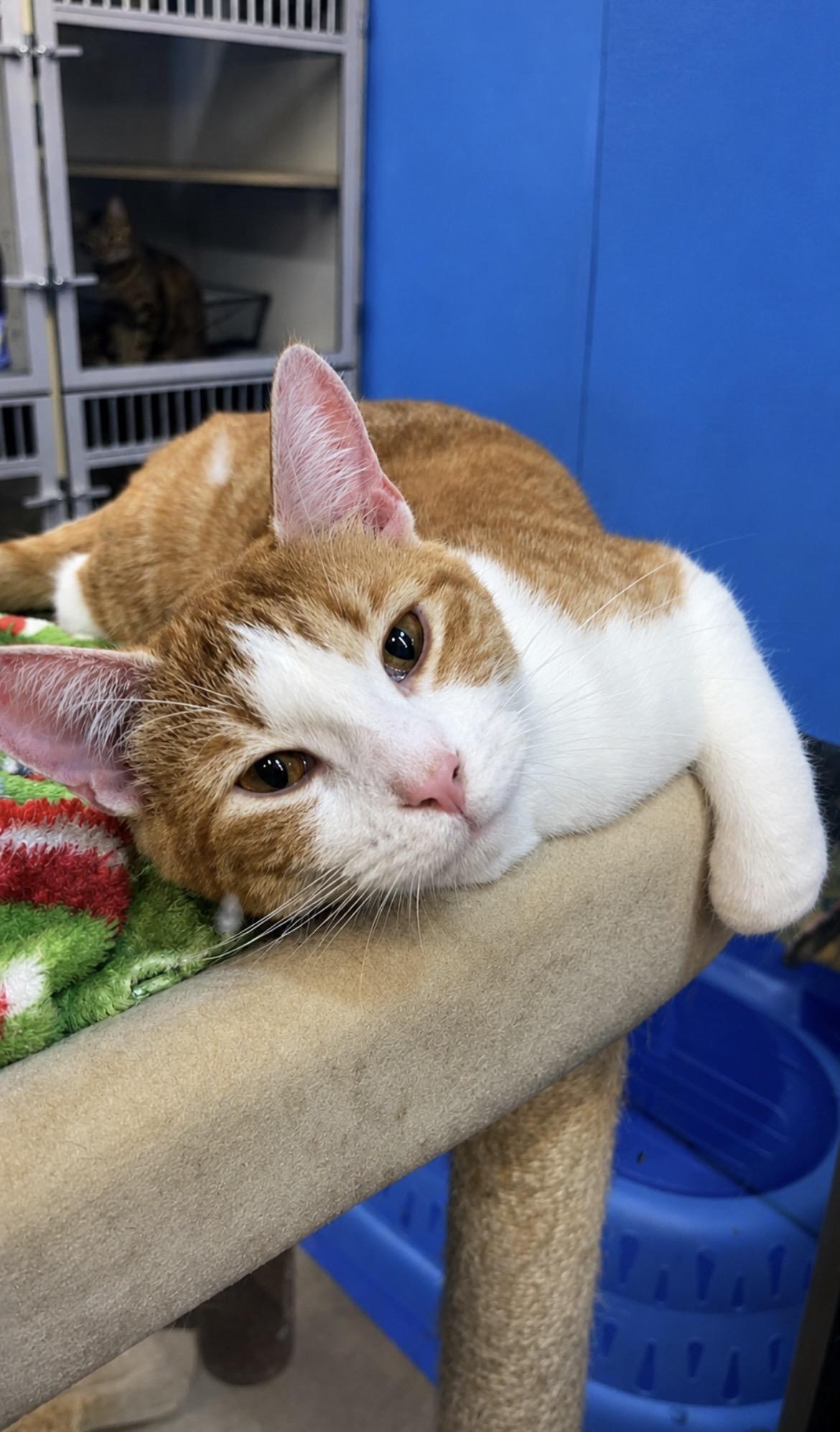 Enlarge Cheddar, a ADOPTABLE Domestic Short Hair in Sunbright, TN image 1/1