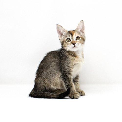 Enlarge Birch, a Adopted Domestic Short Hair in Florence, AZ image 1/1