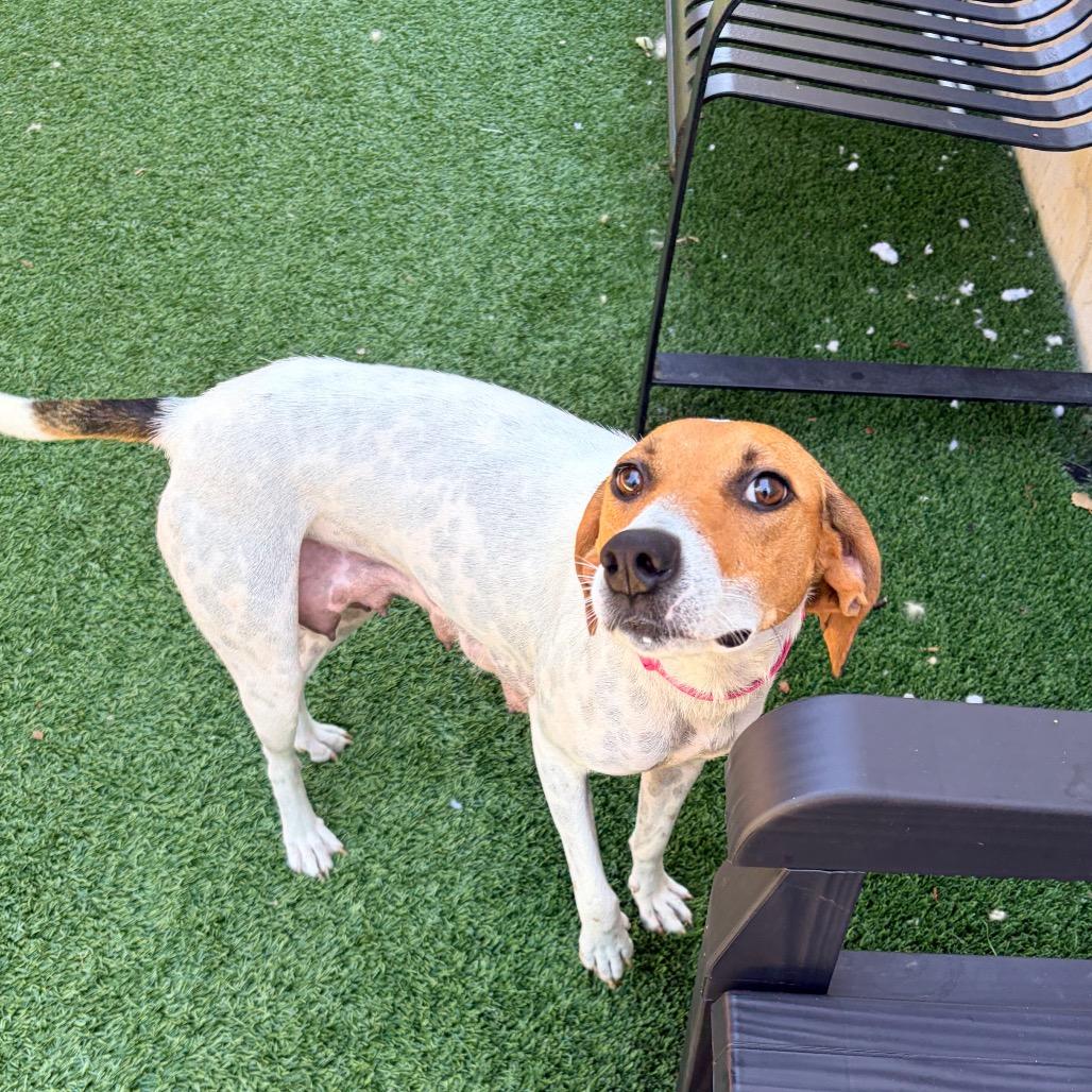 Lucy, Adoptable, Adult Female American Foxhound.
