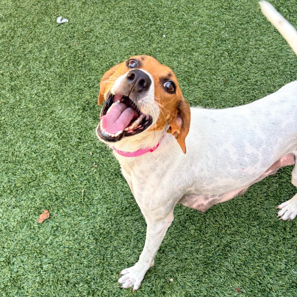 Enlarge Lucy, a Adoptable American Foxhound in Belleville, IL image 2/4