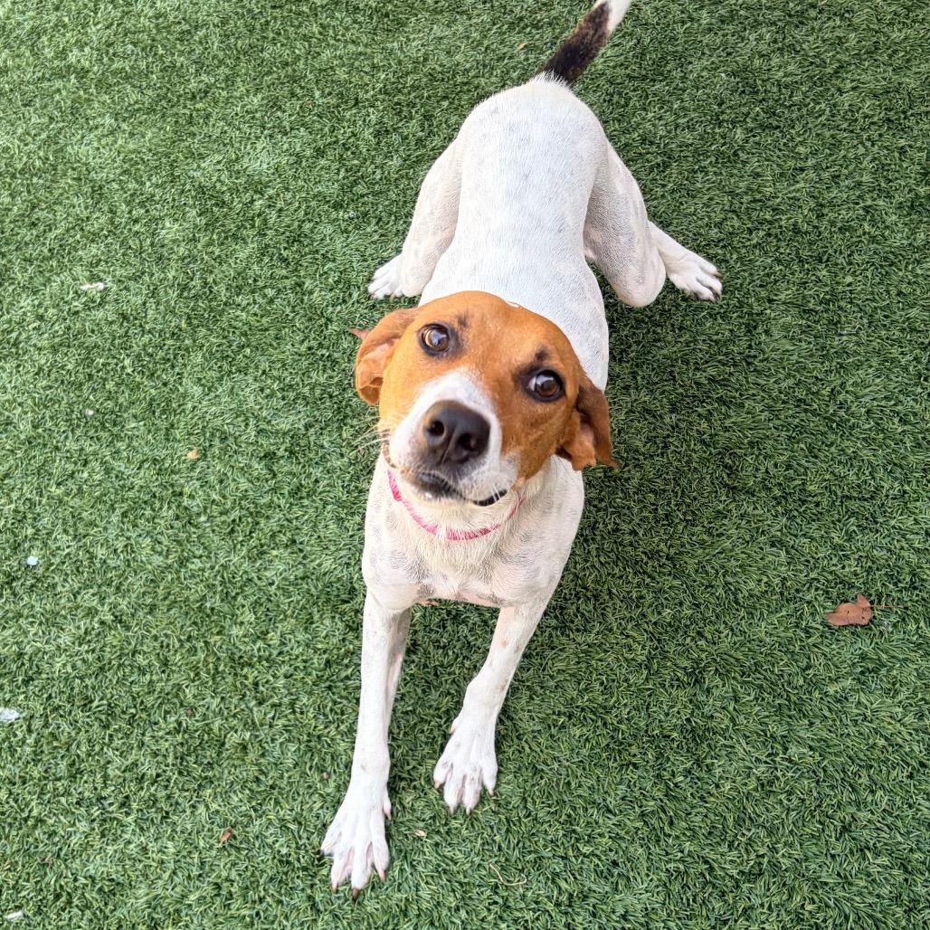 Enlarge Lucy, a Adoptable American Foxhound in Belleville, IL image 3/4
