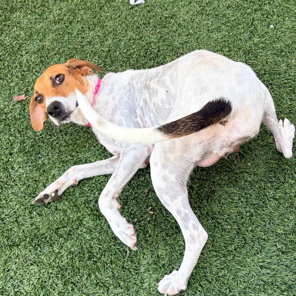 Enlarge Lucy, a Adoptable American Foxhound in Belleville, IL image 4/4