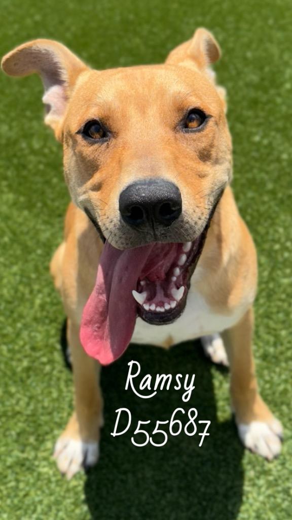 Ramsy, Adoptable, Young Male Labrador Retriever.